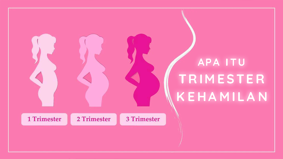 apa itu trimester kehamilan